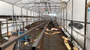 Клубника на малообъемке в теплице!