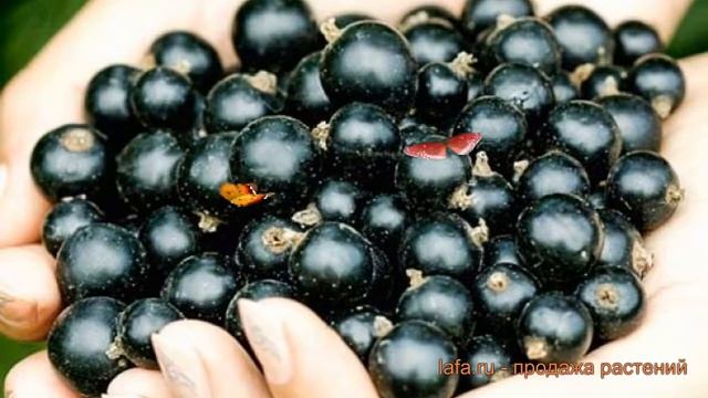 Смородина черная Рубен (smorodina-chernaya-ruben) ? Рубен обзор: как сажать, саженцы смородины Рубе смотреть онлайн