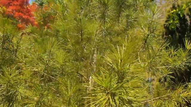 Sciadopitys Verticillata Pajehličník Přeslenatý