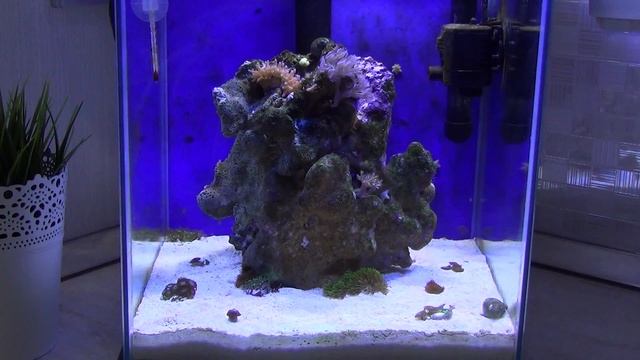 Бюджетный (Нано Риф) морской аквариум. Часть 1 смотреть онлайн