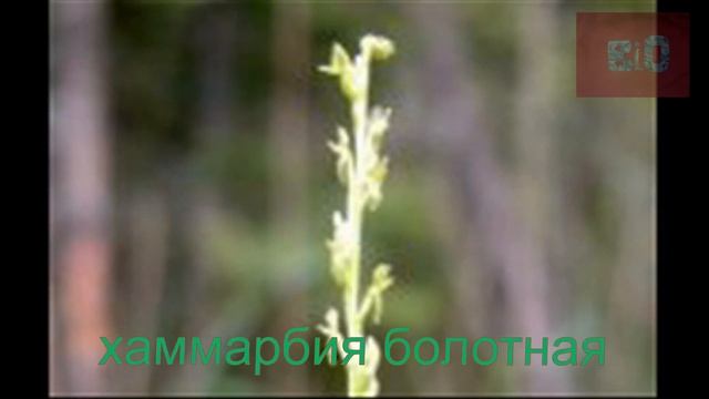 КРАСНАЯ КНИГА БЕЛАРУСИ.ОДНОДОЛЬНЫЕ