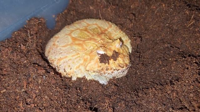 A Hungry Frog - Warning Live Feeding смотреть онлайн