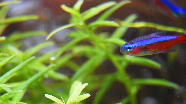 450 LITRE JAVA FERN AQUARIUM | CINEMATIC SPECIAL смотреть онлайн