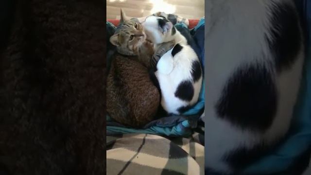 Самая чистая любовь! Милота смотреть онлайн