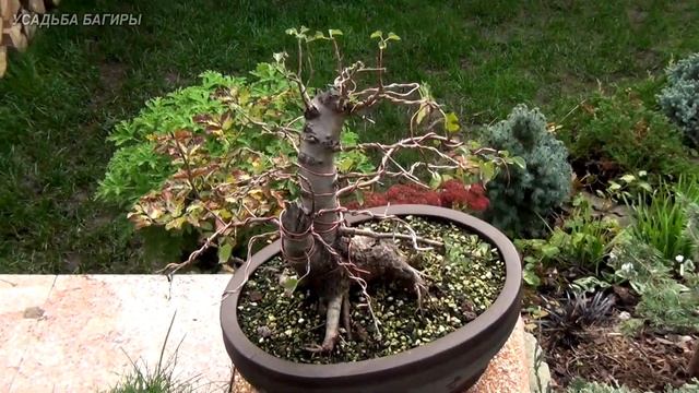 Еще раз о зимовке бонсай. смотреть онлайн