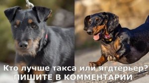 ТОП-10 ЛУЧШИХ ПОРОД НОРНЫХ СОБАК!!