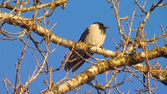 Сіра ворона / Corvus cornix / Серая ворона смотреть онлайн