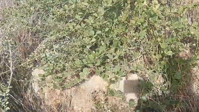 Шфобахш усимлик ковл кадими даволаш усули