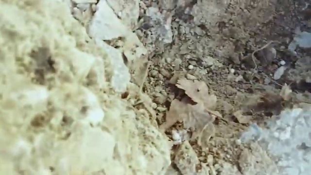 Как искать коконы. смотреть онлайн