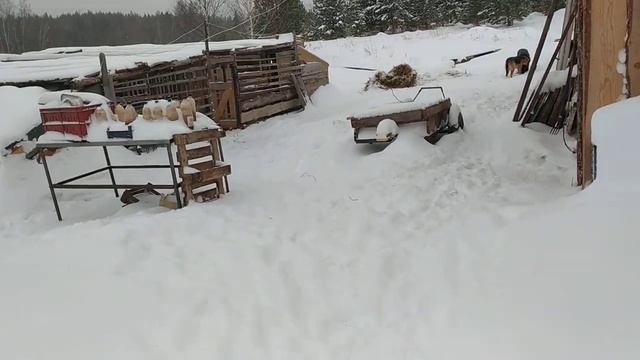 ВЕНГЕРСКАЯ МАНГАЛИЦА НА ДЕРЕВЕ. ПРО ГУСЕЙ смотреть онлайн