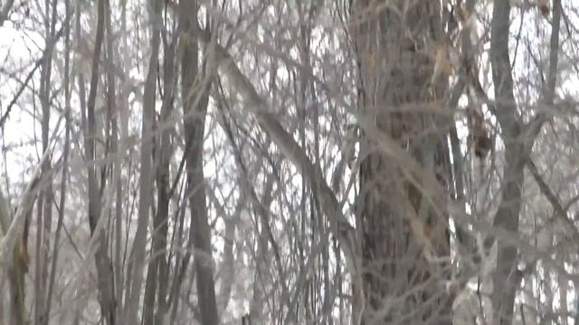 Белки бегают друг за другом по дереву, Squirrels run after each other on wood смотреть онлайн