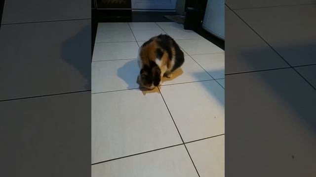 Кошка нашла валерьянку