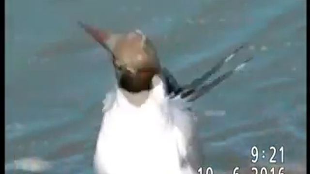 ОЗЁРНАЯ ЧАЙКА НА ИРТЫШЕ В ПАВЛОДАРЕ(крупный план) смотреть онлайн