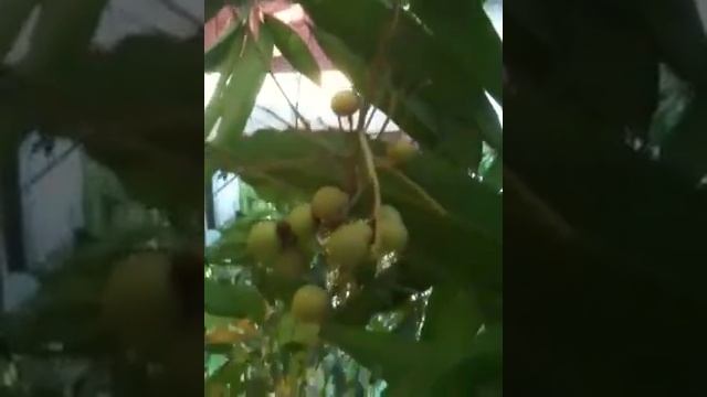 Longan but mata kucing flavor смотреть онлайн