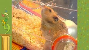 АЗН. Математика. Новогодний спецвыпуск. Треугольник Паскаля