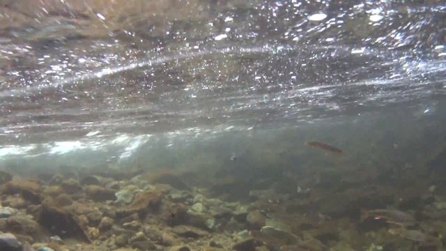 Съемка экшен камерой под водой. смотреть онлайн