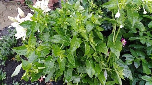 Мирабилис из клубня. смотреть онлайн