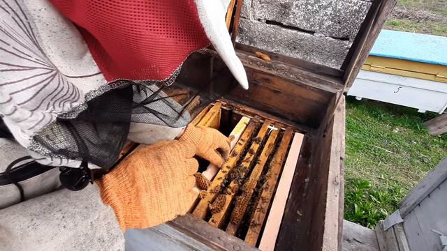 Матка опережает возможности слабой семьи. The uterus is ahead of the capabilities of a weak family. смотреть онлайн