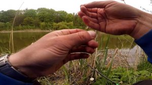 крупна плотва на попла поппер