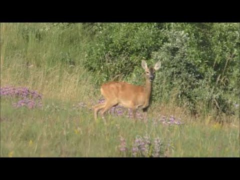 Гон косули в Крыму