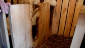 ?Хитроумная кормушка для коз. Экономия сена в 2 раза.?