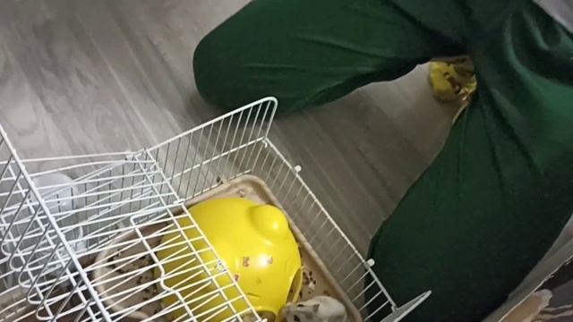 Беларусь | Яна разрисовала футболку | Хомячки смотреть онлайн