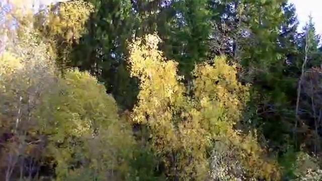 Берёзка смотреть онлайн