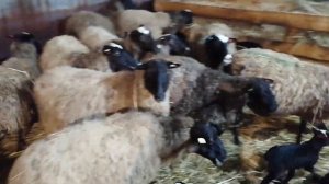 Секреты выращивания ягнят Романовской породы овец (ЧАСТЬ 1 ПОДПОЙКА)