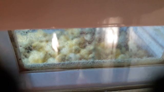 Перепела породы техасский белый, «белый фараон» - птицы с высокой мясной продуктивностью. смотреть онлайн