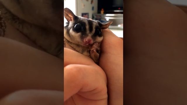 Белка Летяга кушает. Сахарный поссум. Бусинка)) смотреть онлайн