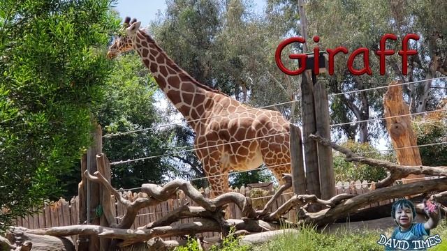 Learn Zoo Animals | Учим Животных в Зоопарке на Английском. смотреть онлайн