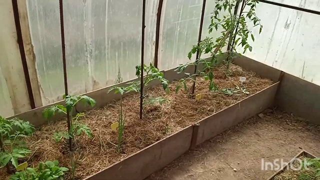 Томаты через 2 недели после высадки, обзор капусты и рассады свеклы. смотреть онлайн