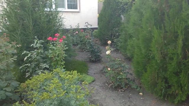 розы из пятёрочки результат смотреть онлайн