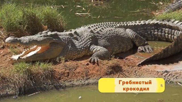 Я ВЛЮБИЛАСЬ В КРОКОДИЛА