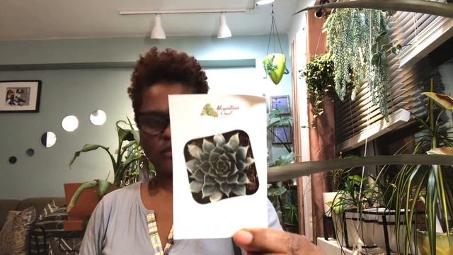 Sempervivum Plant Unboxing I Easy Care Succulents I Mountain Crest Gardens смотреть онлайн