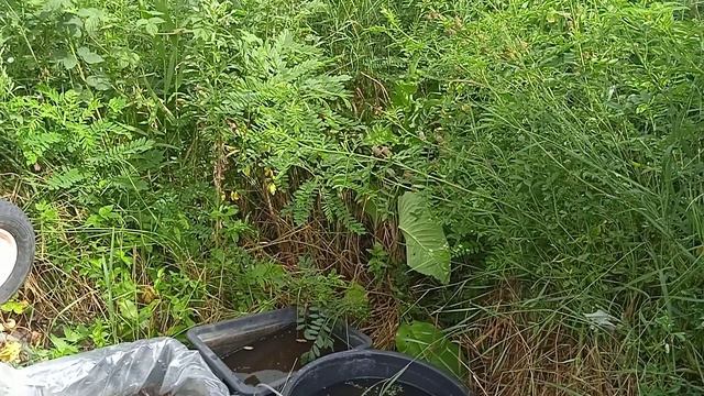 Дафния разведение, улитка в помощь. смотреть онлайн