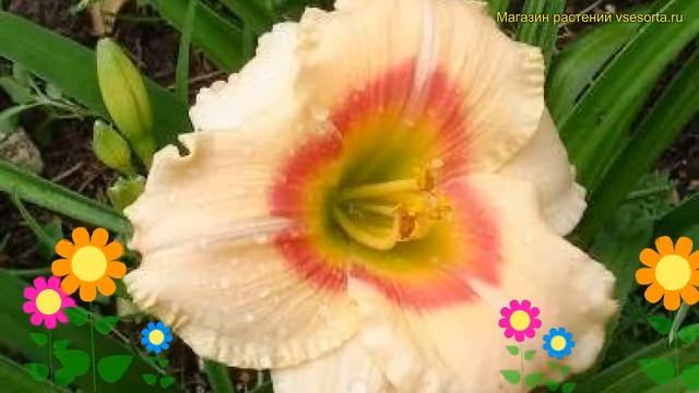 Лилейник гибридный СИЛОАМ ЭТЕЛЬ СМИТ. Краткий обзор, описание hemerocallis Siloam ethel smith смотреть онлайн