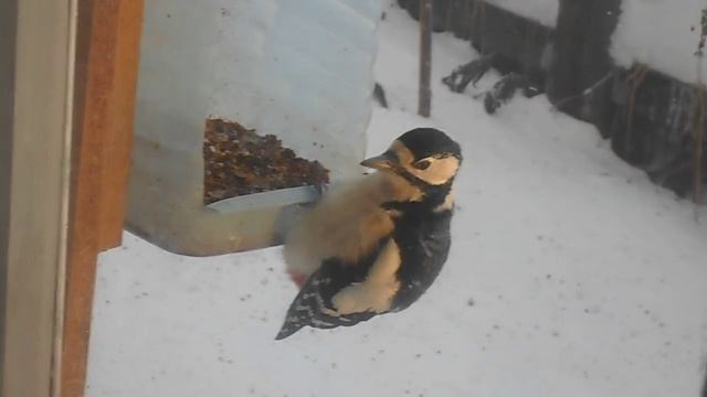 Дятел,подкормка птиц зимой кедровыми орехами,Крайний Север смотреть онлайн