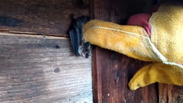 ЛЕТУЧАЯ МЫШЬ смотреть онлайн