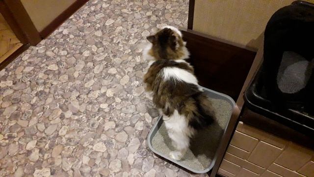 Котяка - Поросяка! смотреть онлайн