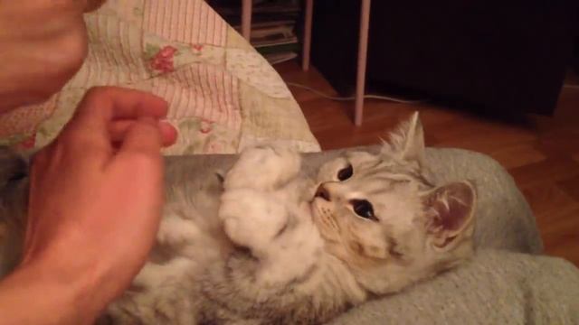 ПЛАСТИЛИНОВЫЙ КОТИК (Incredible plasticine kitten) смотреть онлайн