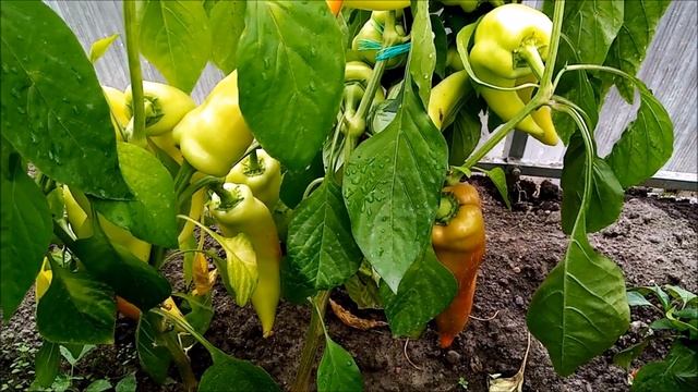 ЭТИ ПЕРЦЫ ПОСАЖУ В 2 РАЗА БОЛЬШЕ. ЛУЧШИЕ СОРТА И ГИБРИДЫ ЭТОГО СЕЗОНА смотреть онлайн