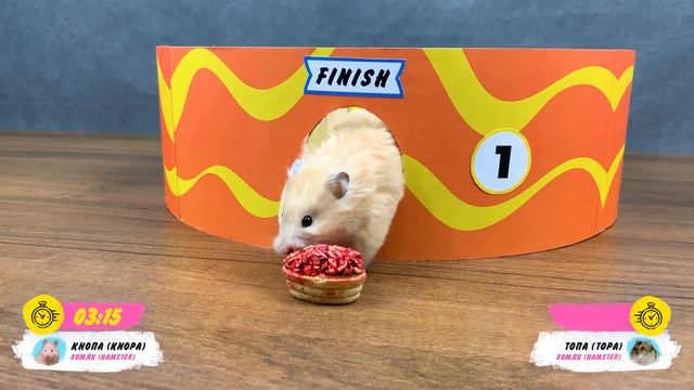 Hamsters In A 5 - Level Cake - Maze