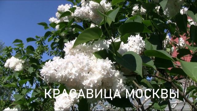 О питомнике растений Садпочтой.рф в Ленинградской области - саженцы для Петербурга и саженцы почто смотреть онлайн