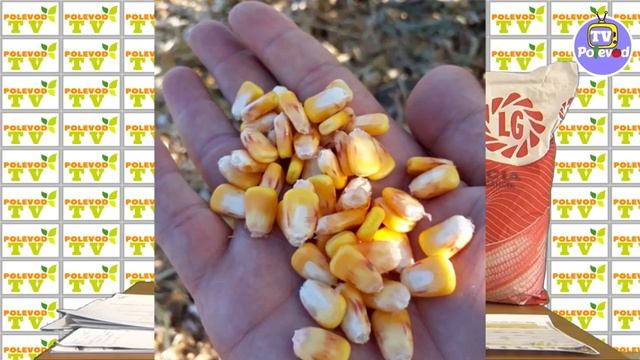 Кормовая кукуруза LIMAGRAIN смотреть онлайн