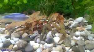 Эхинодорус. Почему начали дырявиться листья?