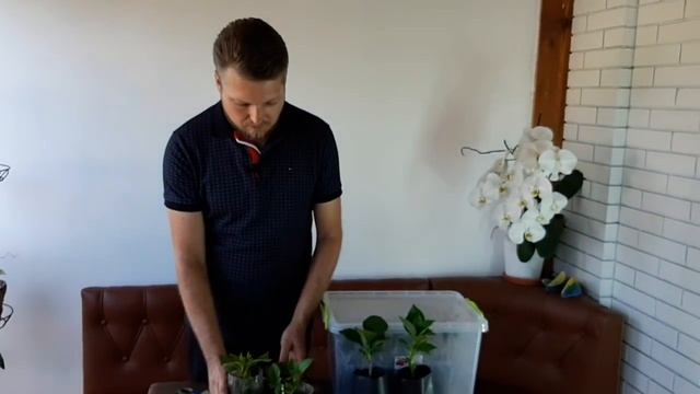 ГОРТЕНЗИЯ. ЧЕРЕНКОВАНИЕ смотреть онлайн