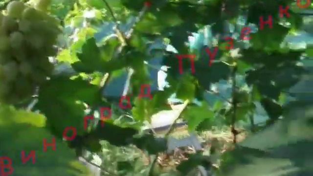 II часть фильма "Сорта и ГФ винограда на участке Пузенко Натальи Лариасовны" смотреть онлайн