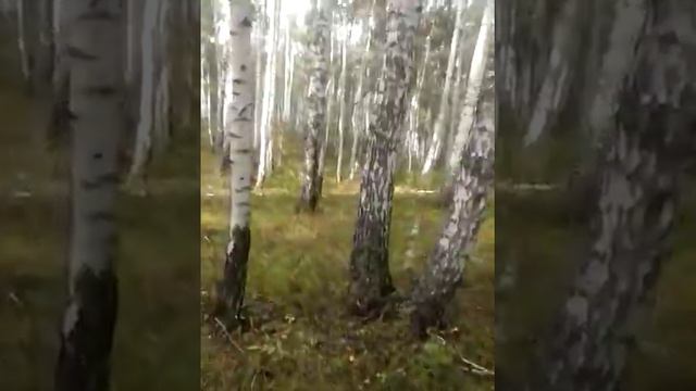 По грибы по ягоды смотреть онлайн