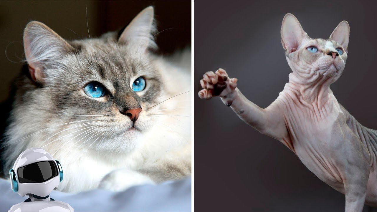 10 САМЫХ УМНЫХ ПОРОД КОШЕК В МИРЕ смотреть онлайн